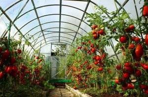Секреты подкормки помидоров для богатого урожая