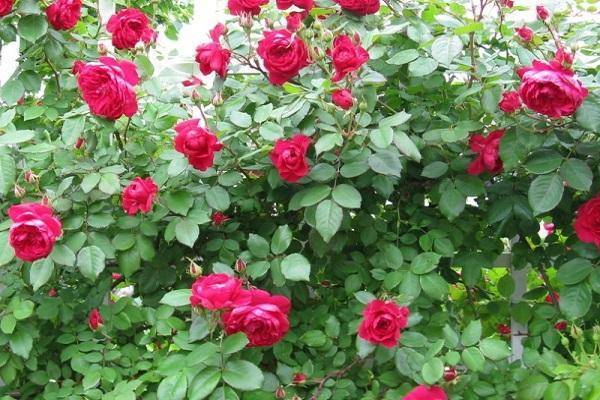 Описание лучших сортов канадских роз, посадка и уход в открытом грунте