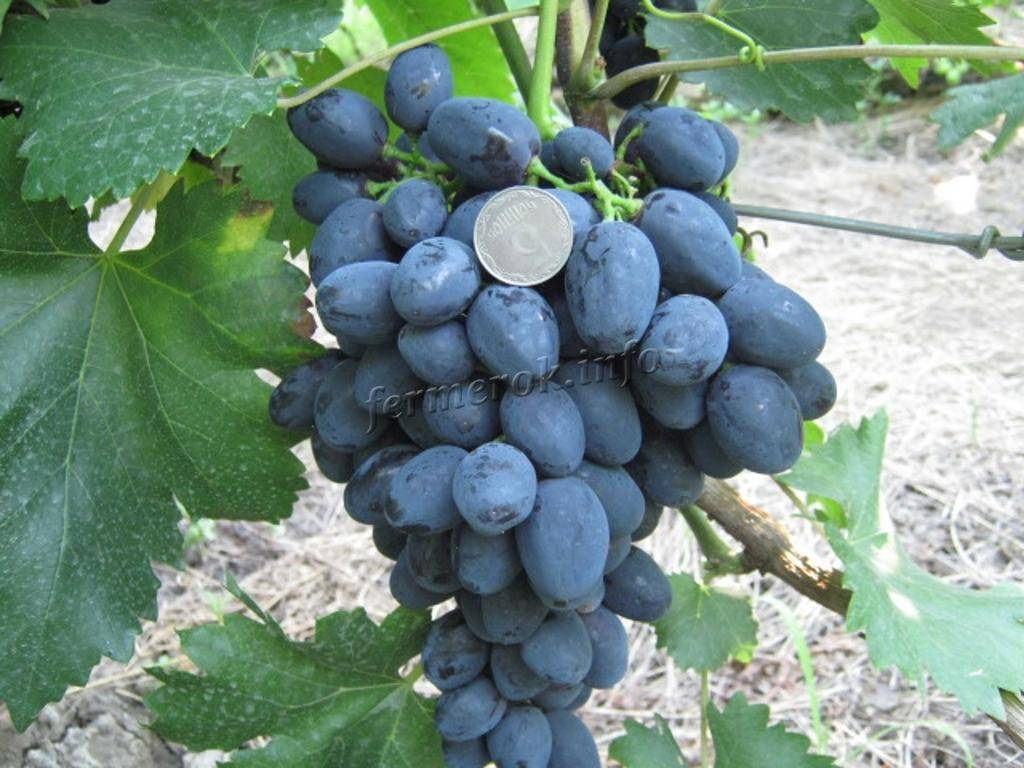 Виноград «забава», описание сорта и фото
