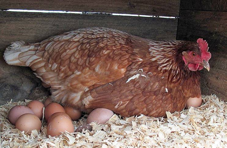 Выпадение яйцевода у кур