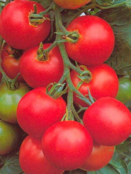 Характеристика и описание сорта томата толстой, его урожайность и выращивание