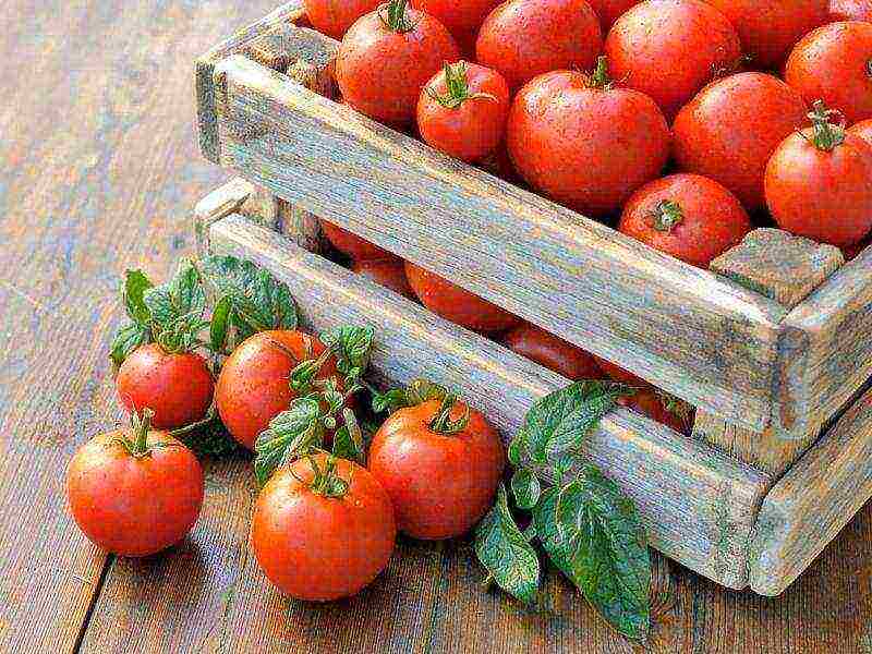 Как подготовить землю для рассады томатов и перцев