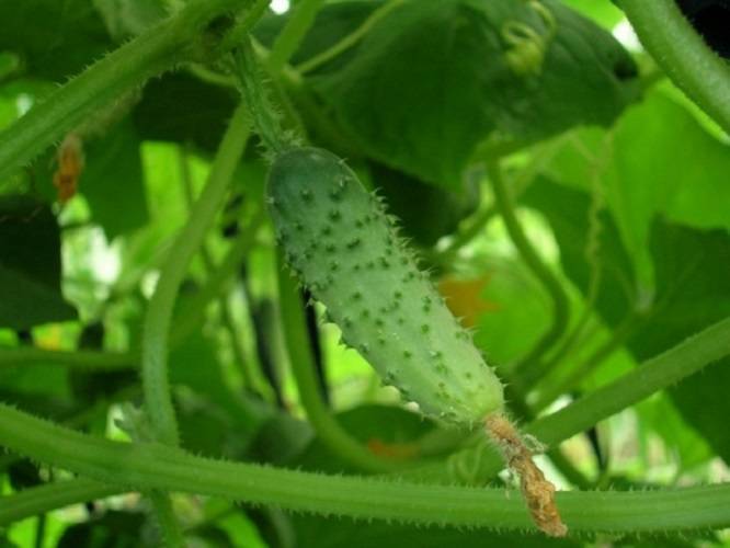 Огурцы на подоконнике выращивание и уход: от выбора сорта до сбора урожая