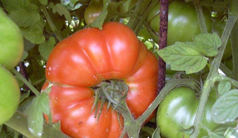 Томат касамори: характеристика и описание сорта, его урожайность с фото
