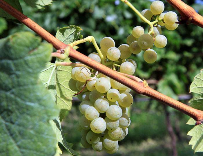 Сорт винограда рислинг (riesling): описание, вкус, отзыв о вине