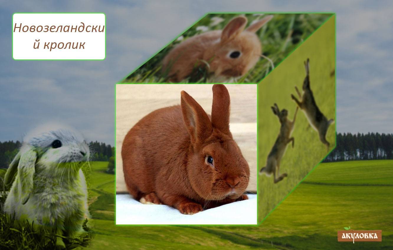 Кролики породы бельгийский великан (фландр)