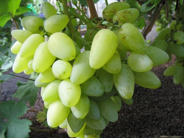 Виноград с прекрасными качествами — «плевен мускатный»