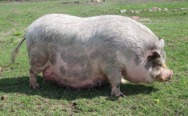 Как правильно зарезать свинью: инструкция по забою