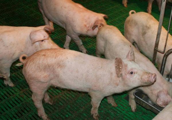 Цистицеркоз свиней: диагноз, лечение, профилактика, медико-санитарные мероприятия, ветеринарная служба владимирской области