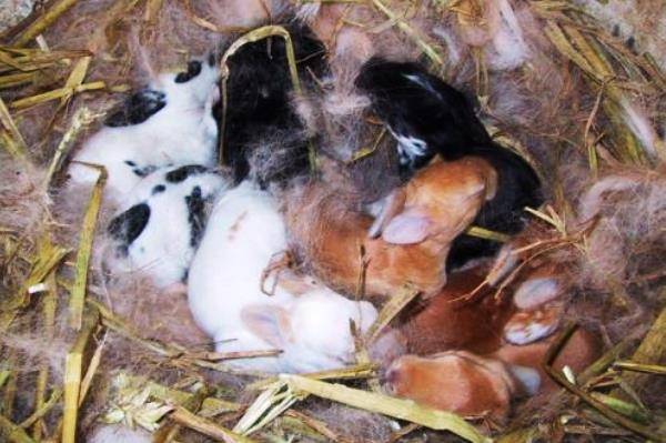 Беременность и роды у кроликов