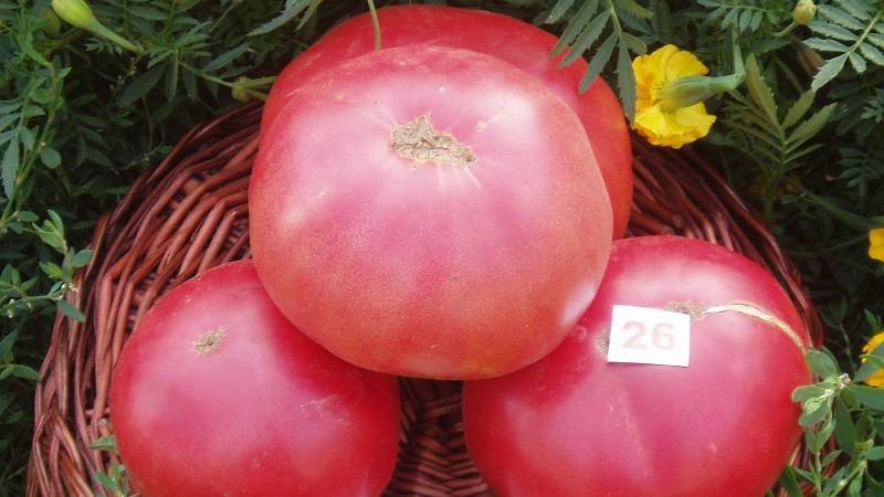«чудо рынка» — неприхотливый и вкусный томат на вашем участке, его характеристики и описание сорта