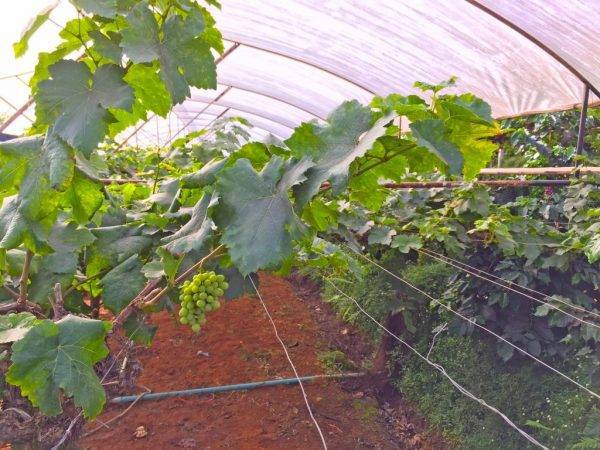Когда и как укрывать виноград на зиму чем утеплить — способы и материалы