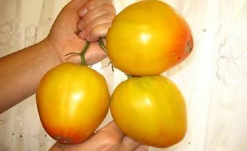 Сорт томата «купола сибири»: описание, характеристика, посев на рассаду, подкормка, урожайность, фото, видео и самые распространенные болезни томатов