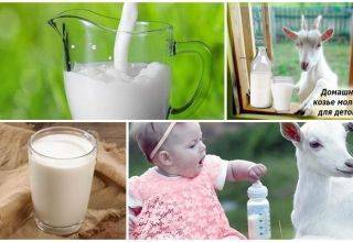 Польза и вред козьего молока
