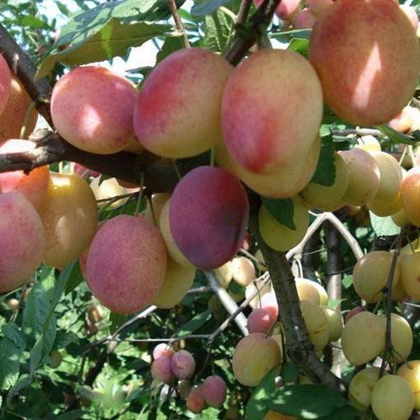 Описание и характеристики яблони сорта Ева, ее достоинства и недостатки
