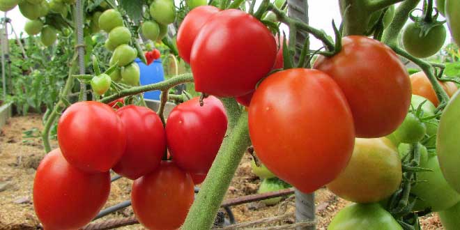 Лучшие сорта томатов для теплицы из поликарбоната в Подмосковье