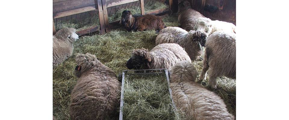 Содержание овец в зимний период: основные приготовления