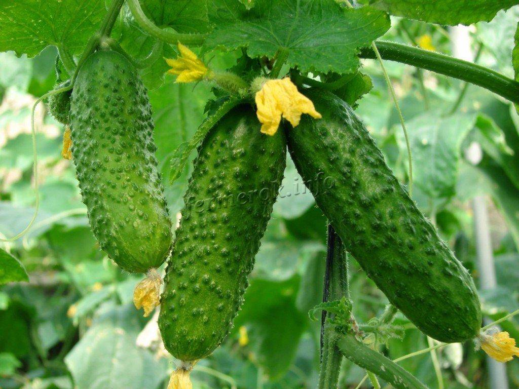 Огурцы сибирская гирлянда: новый сверхурожайный сорт