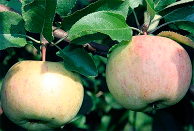 Как вырастить идеальный урожай с сортом яблони болотовское?