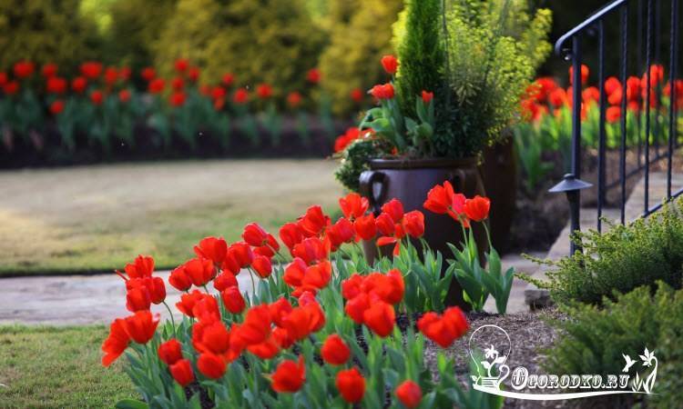 Посадка тюльпанов весной в грунт: выращивание и уход