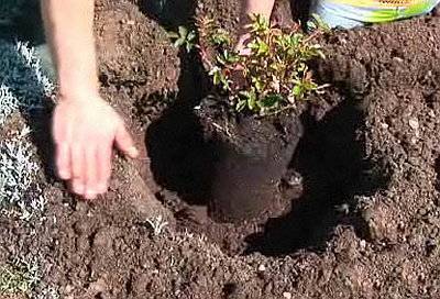Как правильно посадить и выращивать кусты роз осенью в открытом грунте