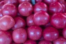 Характеристика и описание сорта томата пинк уникум, его урожайность