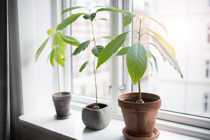 Как вырастить авокадо из косточки в домашних условиях — советы по посадке, уходу и содержанию дерева в домашних условиях
