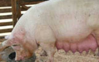 Как определить беременность свиньи и сколько беременная свинья ходит?