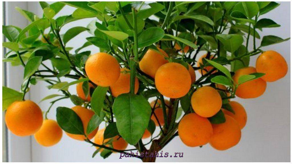 Лайм: сорта и гибриды для выращивания в домашних условиях, полезные свойства фрукта