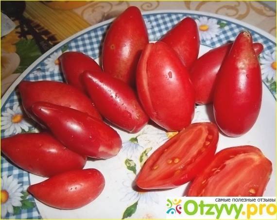 Томат хлебосольный: крупноплодный сорт для сибирских огородов