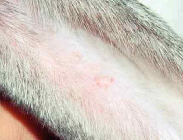 Симптомы ушного клеща у кроликов (псороптоза): пути заражения, лечение
