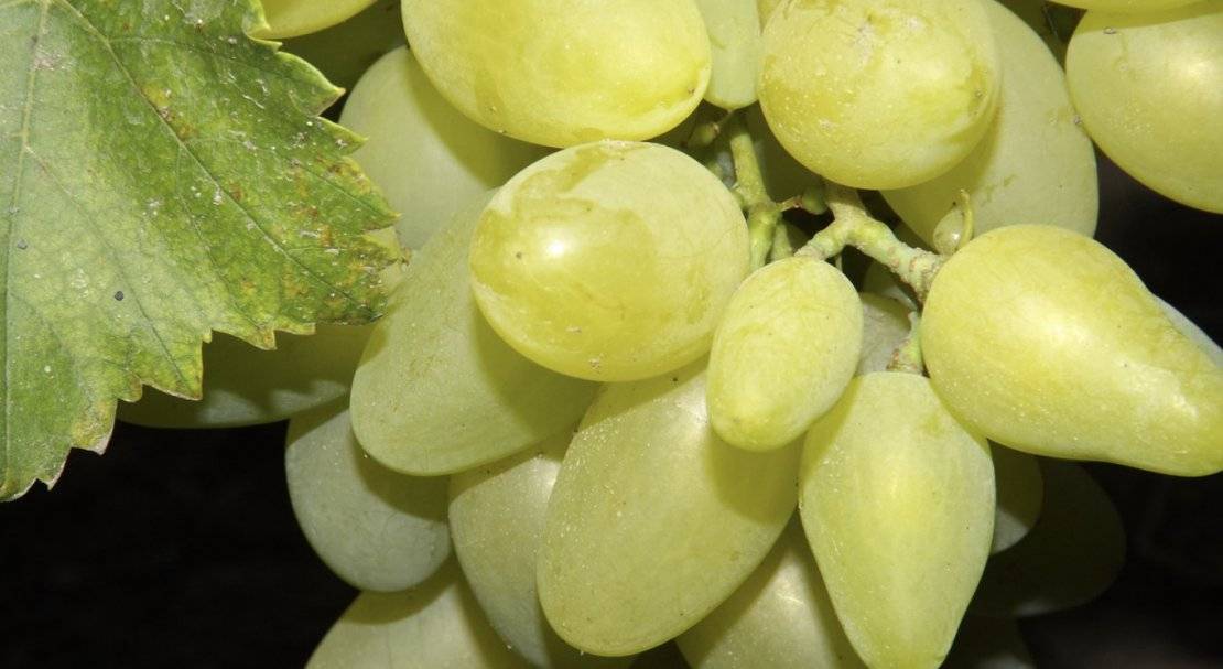 Виноградины в полсотни грамм — сорт тянь-шань родом из японии