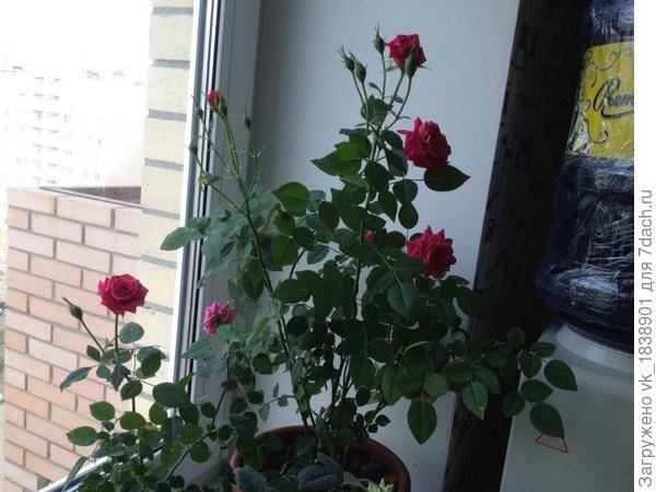 Как сохранить выкопанные розы в погребе или подвале