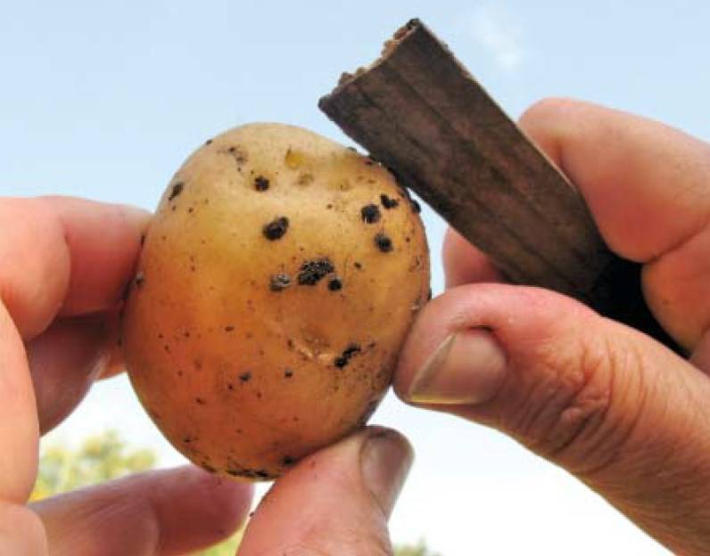 Как бороться с ризоктониозом (черная парша) картофеля
