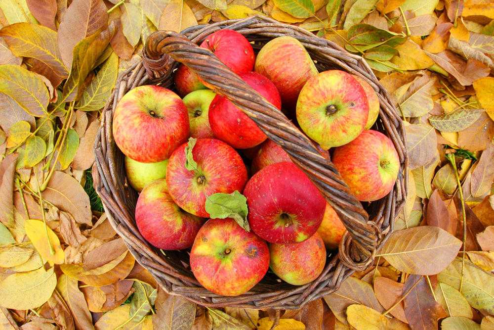 Как хранить яблоки в холодильнике на зиму