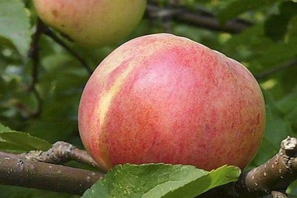Яблони — сорта и критерии выбора для черноземья