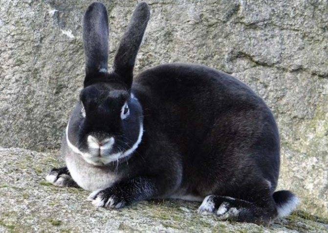 Лучшие породы кроликов для разведения в домашних условиях