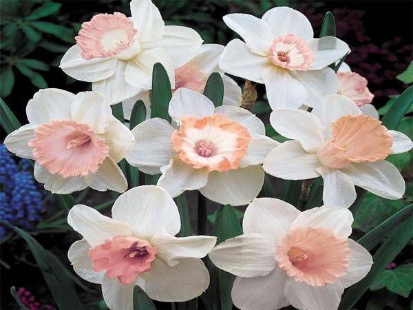 Нарциссы садовые: описание цветов, уход и выращивание