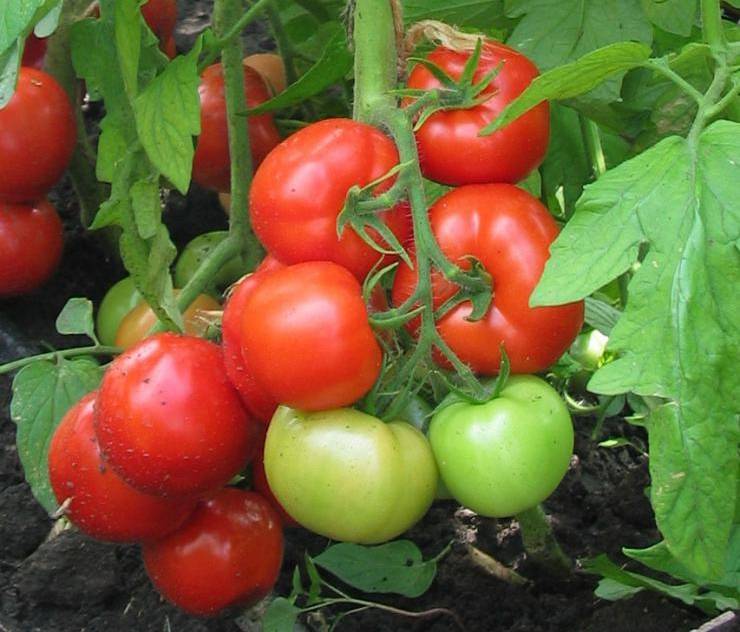 О томате золотая теща: описание сорта, характеристики помидоров, посев