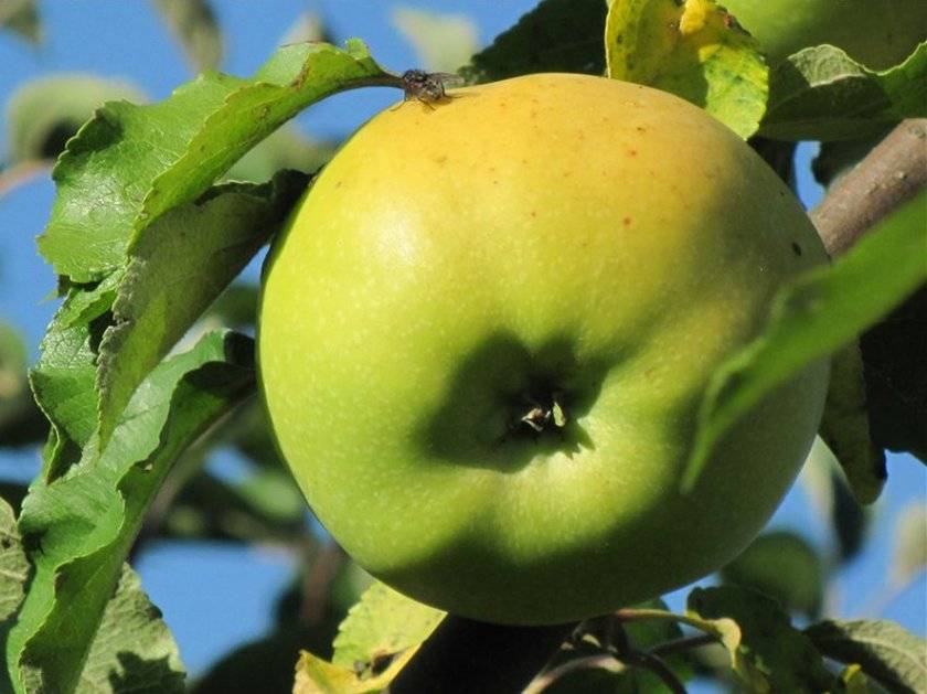 Описание и характеристики сорта яблонь июльское черненко, история и выращивание