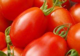 Для теплицы и открытых грядок выбирайте томат «настенька»: характеристика и описание сорта