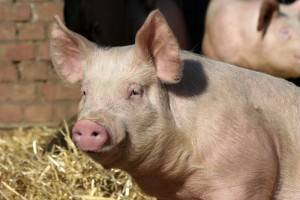 Как провести забой свиней в домашнем хозяйстве?