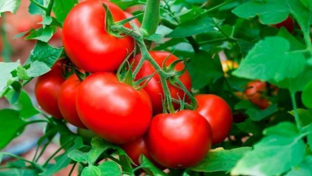 Как ухаживать за рассадой помидоров в теплице после высадки