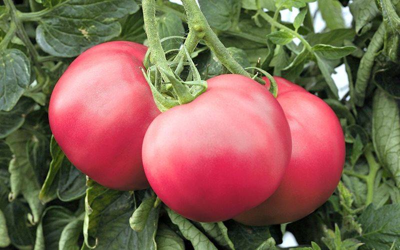 Характеристика и описание сорта томата малиновая империя, его урожайность