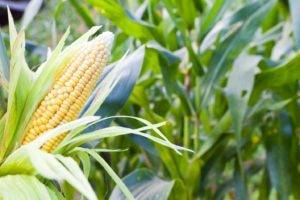 О возделывании кукурузы на силос: норма высева, технология, урожайность сортов