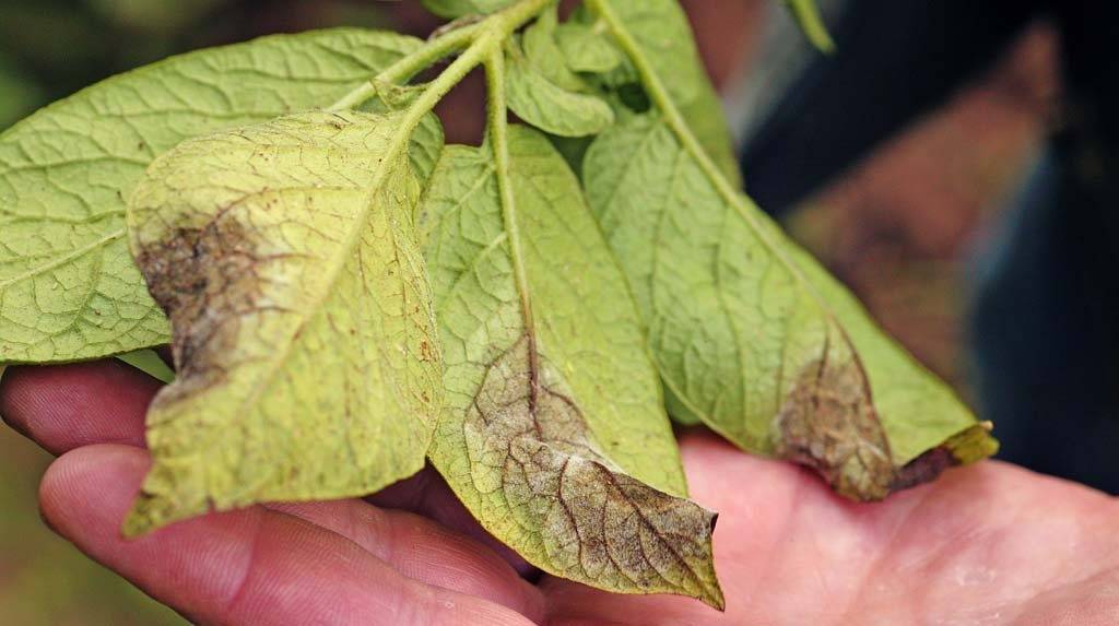 Какие насекомые поедают клубни и листья картошки и меры борьбы с ними