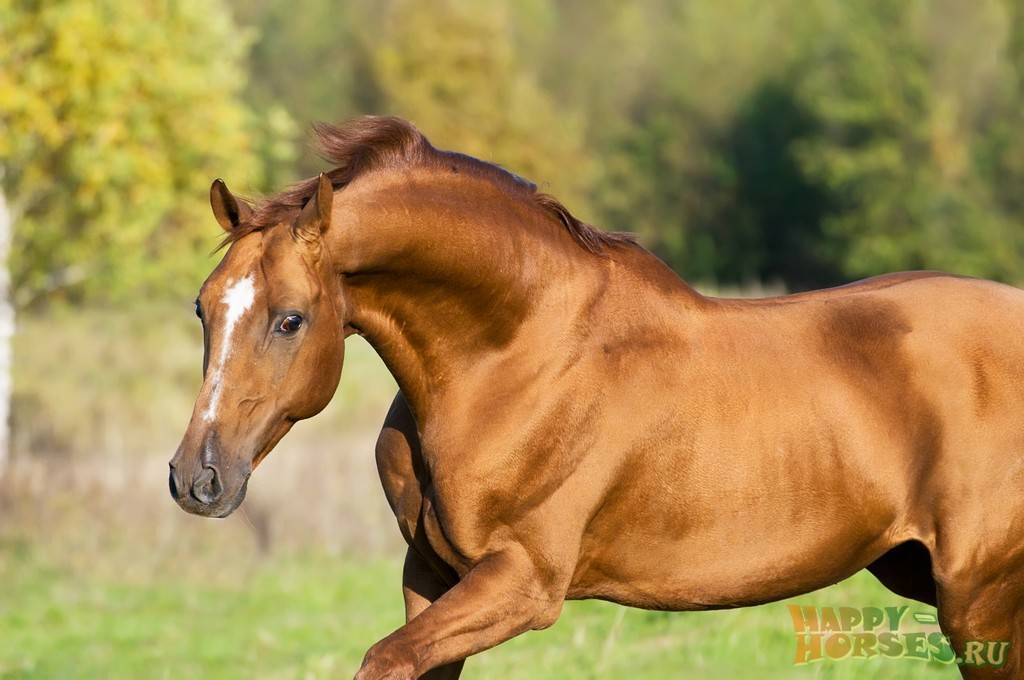 Будённовская порода лошадей: описание, содержание и уход