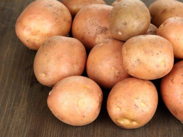 Картошка санте. популярный картофель «санте» : описание сорта, вкусовые качества, фото, характеристика