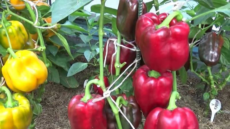 Выращивание и уход за перцем в теплице: от посадки до урожая
