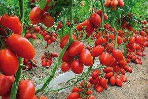 Всё об успешном выращивании томатов бычье сердце: любимом сорте розовых помидоров